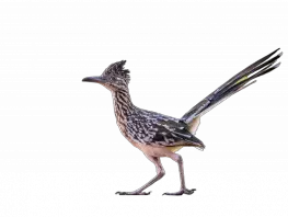 greater roadrunner