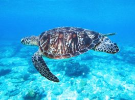 turtles and tortoises