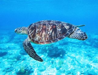 turtles and tortoises