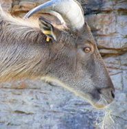 himalayan tahr