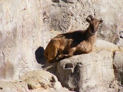 himalayan tahr