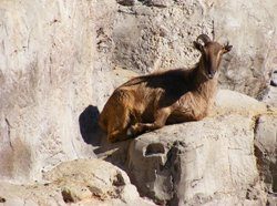 himalayan tahr