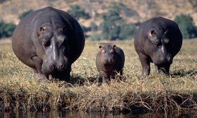 hippo