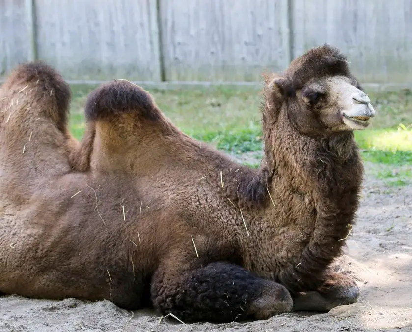 camel potter park zoo