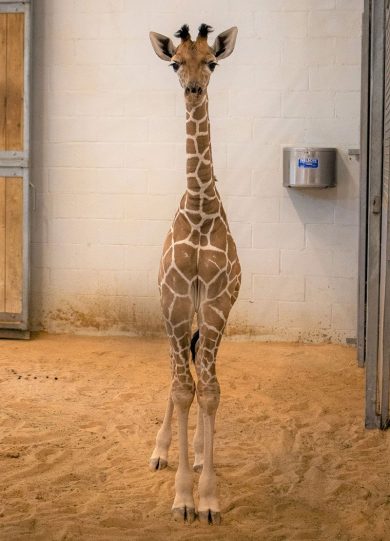 Fort Worth Zoo Giraffe Calf