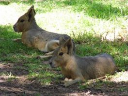 Mara