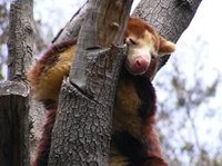 matschies tree kangaroo