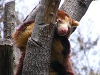 matschies tree kangaroo