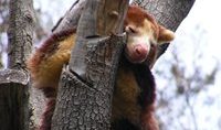 matschies tree kangaroo