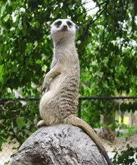 meerkat