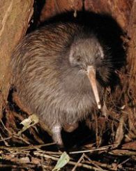 brown kiwi