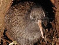 brown kiwi