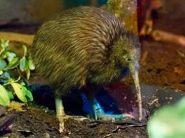brown kiwi