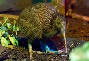 brown kiwi