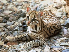 ocelot