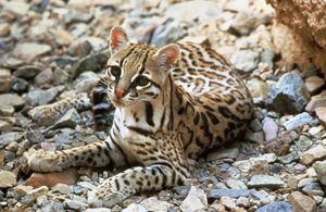 ocelot