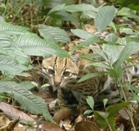 ocelot
