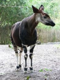 okapi