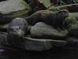 oriental small clawed otter