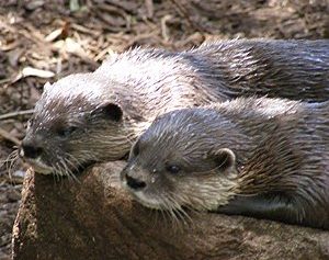 Otter