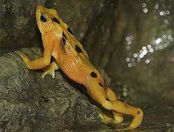 Panamanian Golden Frog