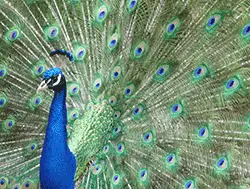 blue peafowl