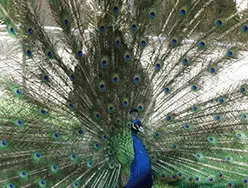 blue peafowl