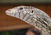 perentie
