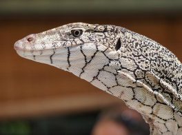 perentie