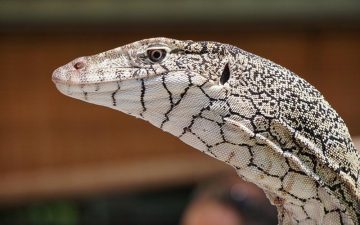 perentie