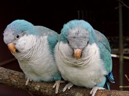 quaker parrot