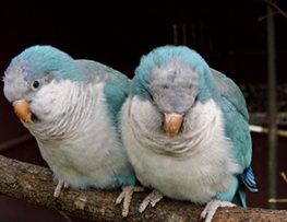quaker parrot