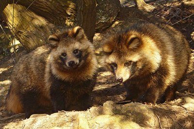 racoon dog