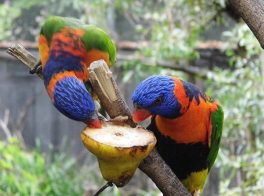 Rainbow lorikeet