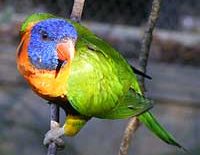 rainbow lorikeet