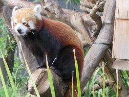 Red Panda