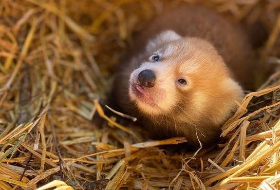 red panda cub whipsnade