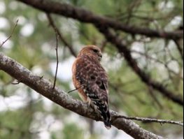 red tailed hawk