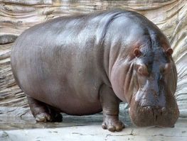 hippo