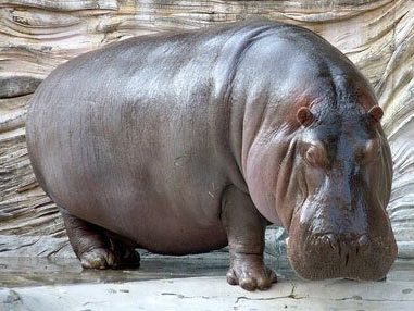 hippo
