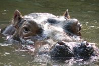 hippo