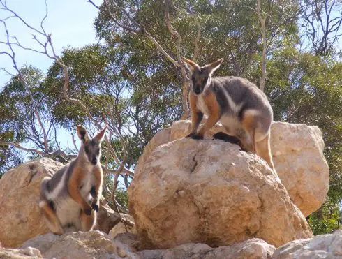 yellow footed rock wallaby