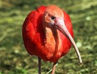 scarlet ibis