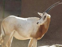 scimitar horned oryx