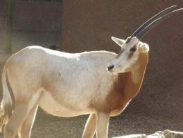 scimitar horned oryx