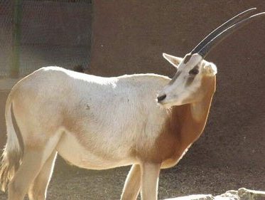 scimitar horned oryx