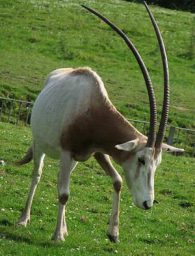 scimitar horned oryx