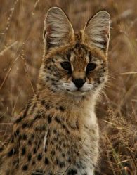 serval