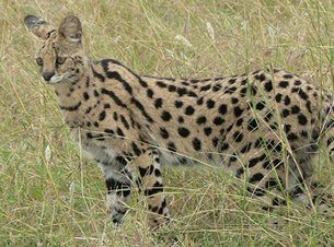 serval