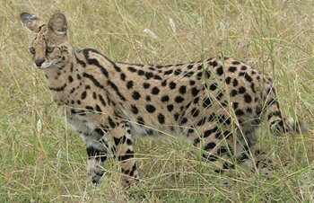 serval